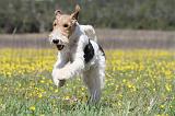 FOX TERRIER 359